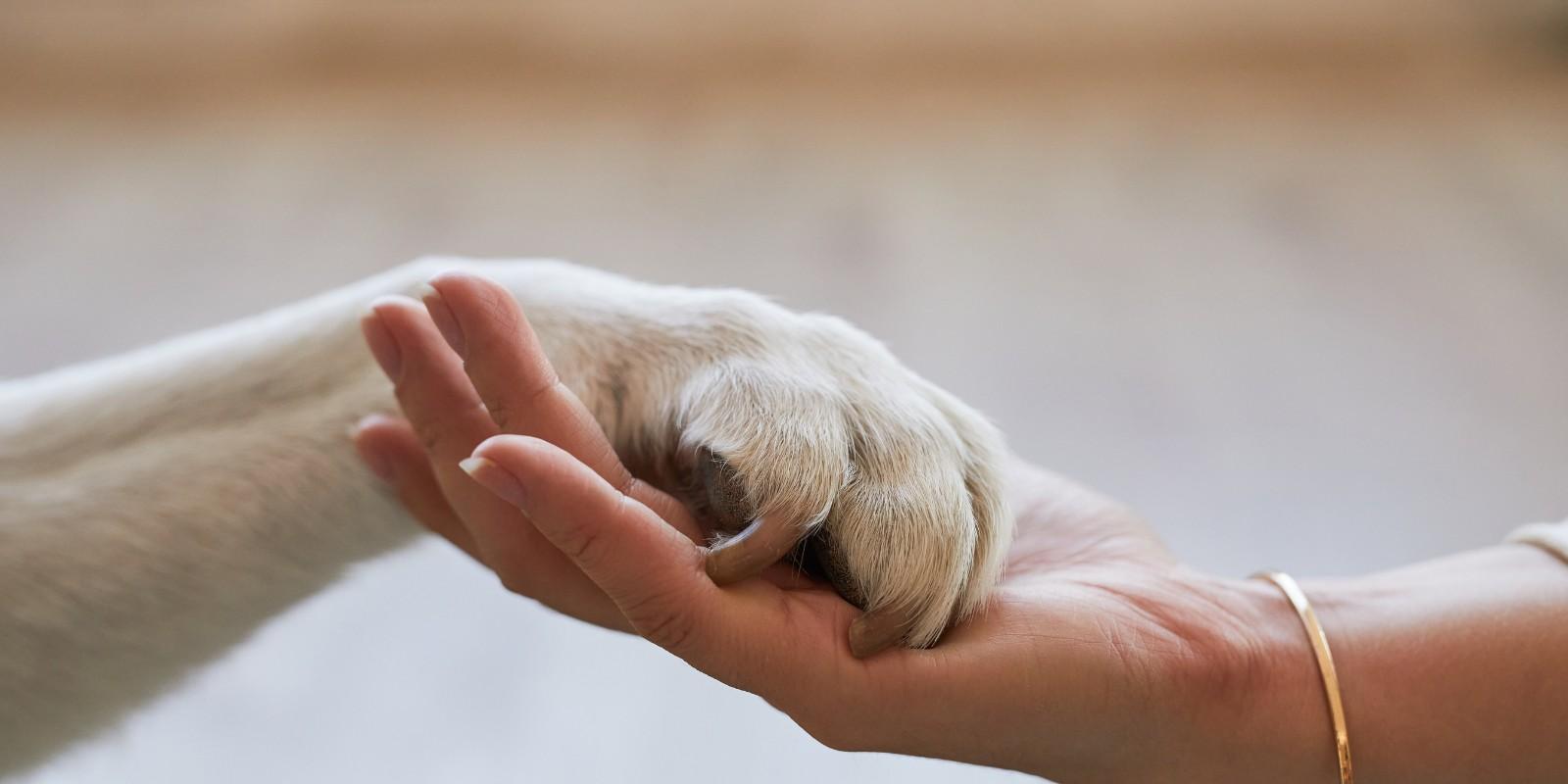 Alquiler para dueños de mascotas en Florida
